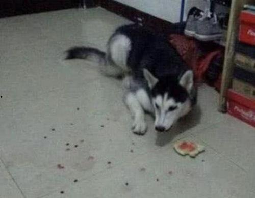 二哈吃瓜套路,揭秘狗狗界的“八卦风云”