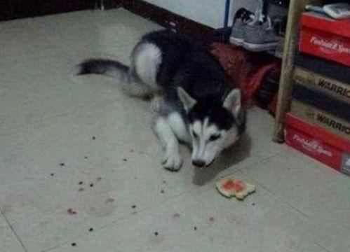 二哈吃瓜套路,揭秘狗狗界的“八卦风云”