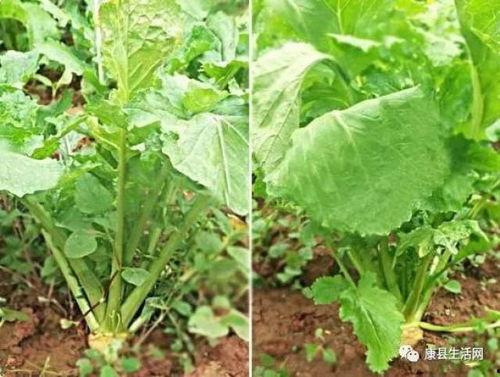 康县二饼吃瓜视频,揭秘农村生活趣味瞬间