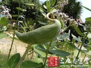 为什么吃牛角瓜