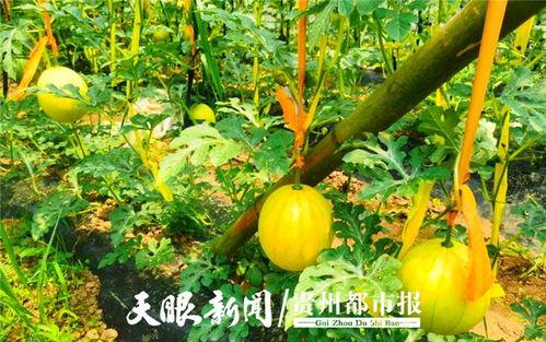 贵阳吃瓜博主