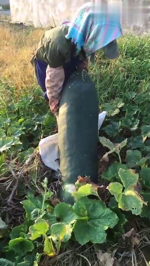 吃的都是烂瓜